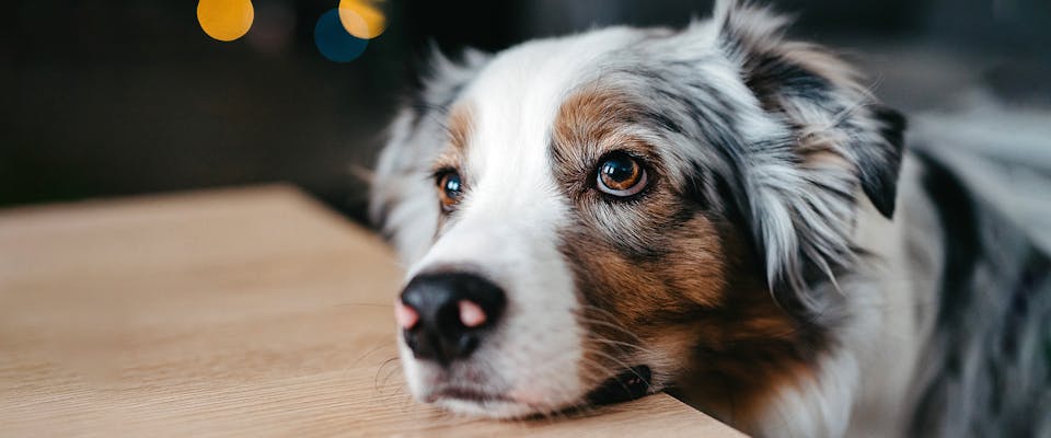 What does it mean when 2024 my dog stares at me